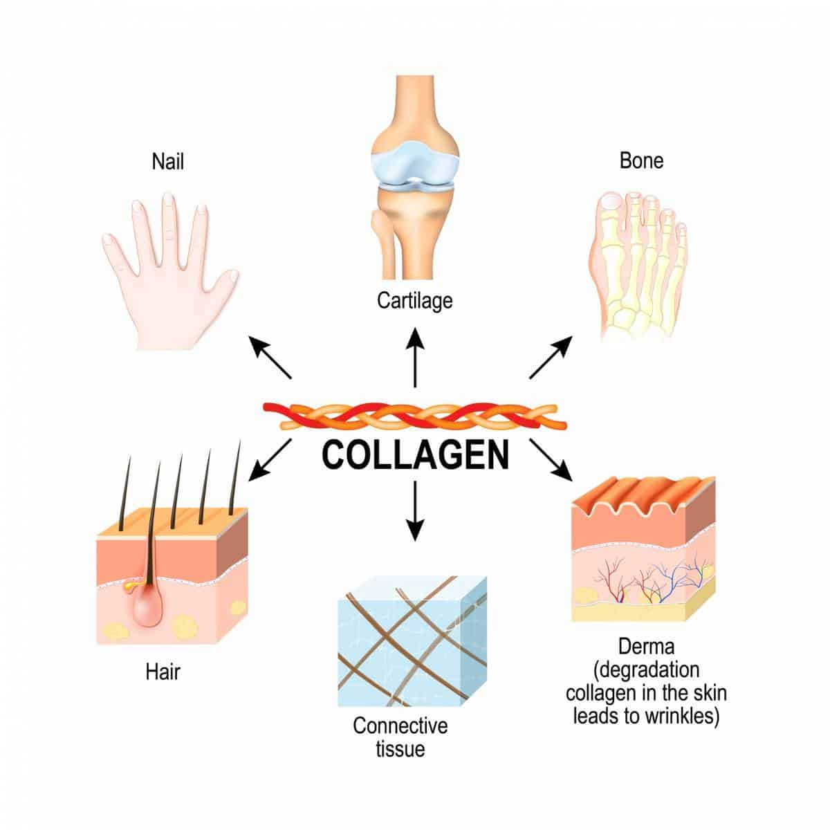 kolagen-tubuh